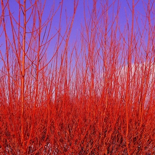 Common dogwood cornus - common, dogwood.