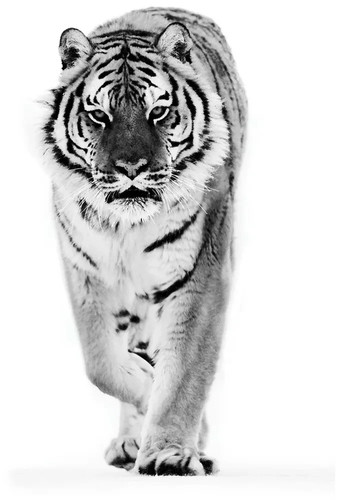 Ikea bjorksta tiger - ikea, large