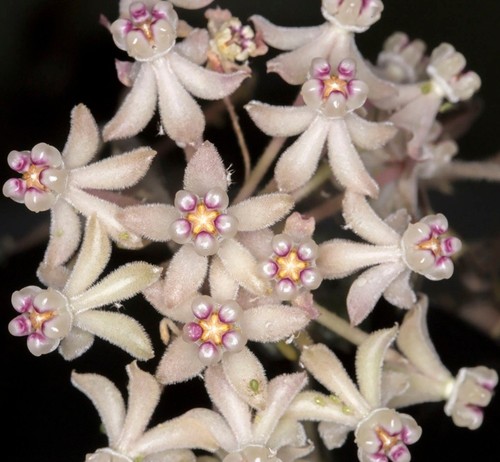 Hoya curtisii stem cutting - curtisii,