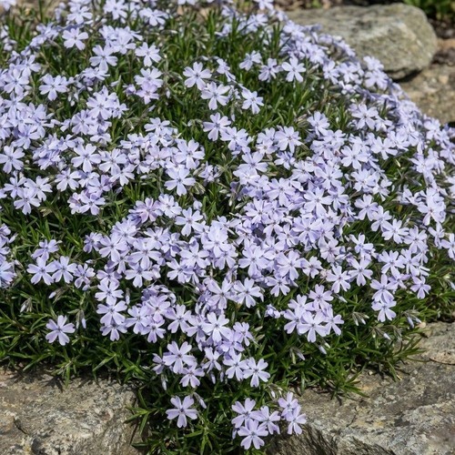 Phlox emerald cushion blue - phlox, 'emerald