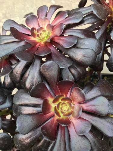 Aeonium arboreum schwarzkopf - aeonium,