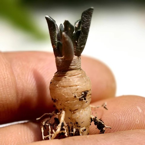 1cm succulent cactus plant - 1cm,