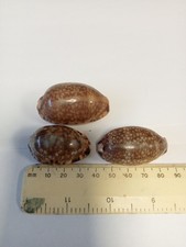 Cypraea Arabica/ Caurica X3