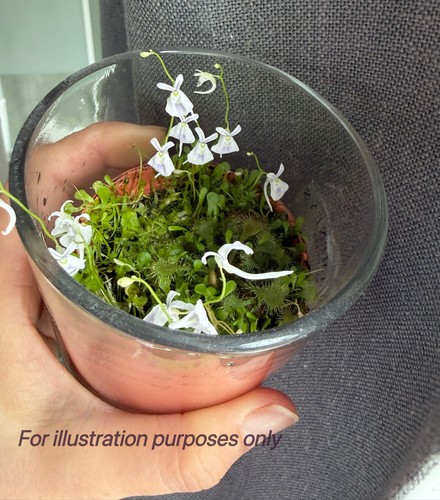 Utricularia sandersonii live - sandersonii,