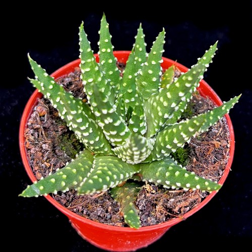 Haworthia margaritifera pearl - haworthia, 'pearl