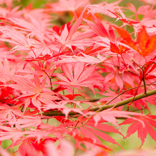 Acer palmatum sumi nagashi - acer,