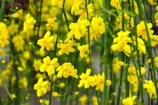 Jasmine, Winter Flowering! 9cm Pot! Winter Jasmine! Climber! 9cm Pot!