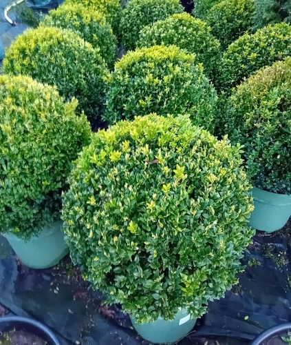 Buxus sempervirens common - sempervirens, (common