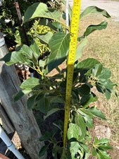 *SELF POLLINATING* GRAFTED