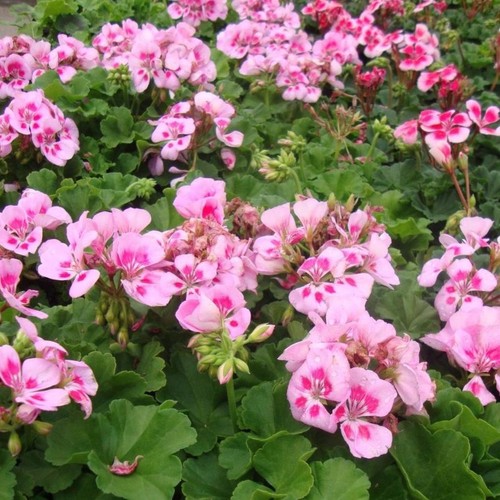 Geranium zonal candy pink x5 - 'candy, pink'
