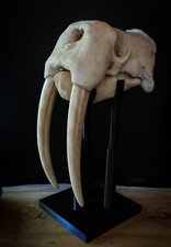Walrus Skull - LARGE full