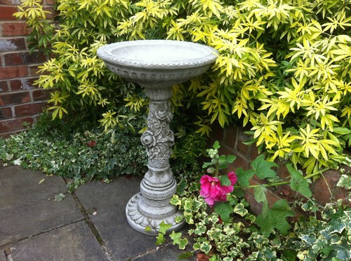 Stunning rose bird - stunning,