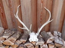 Red Deer Antlers on partial