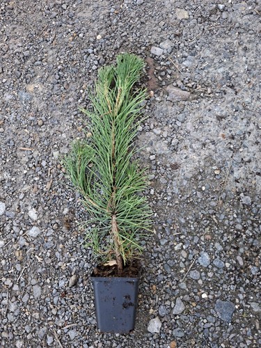 Pinus thunbergii japanese - thunbergii,