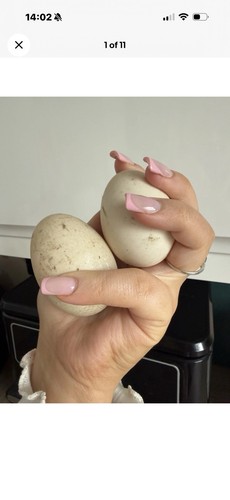 Khaki campbell eggs - khaki,
