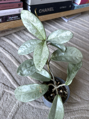 Hoya carnosa silver ghost - hoya,