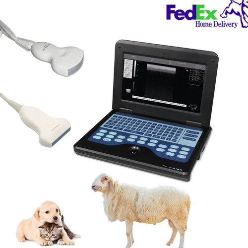 Dog cat sheep - dog,
