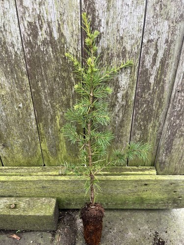 Common juniper bush - juniper, /