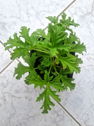 Pelargonium lemon geranium - w4,