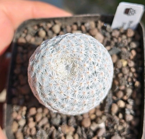 Mammillaria herrerae rare - mammillaria,