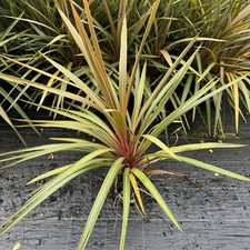 Cordyline Australis 'Red Heart' 2-3ft tall in a 2L Pot, Stunning Foliage