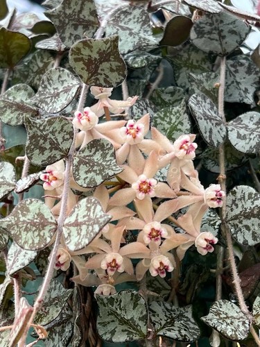 Unusual hoya curtisii rooted - curtisii,