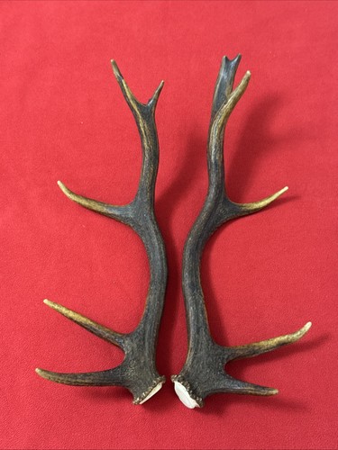 Pair red deer antlers 643g - pair,