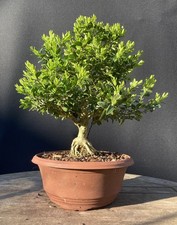 Buxus Common Boxwood Bonsai