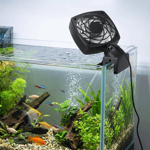 Single head fish tank - fish,