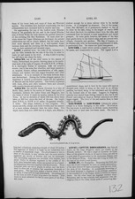 Old Antique Print Lugger Vessel Lug-Worm Or Lob-Worm Arenicola Piscatorum