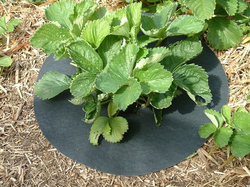 Strawberry mats copper - mats,