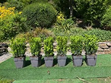 6x large  Box Evergreen (buxus