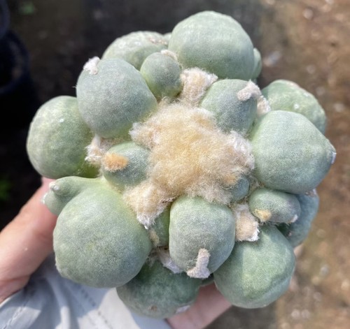 Ariocarpus