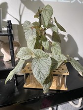 Begonia Sinbad Top Cutting rooting 3 Leaves or More