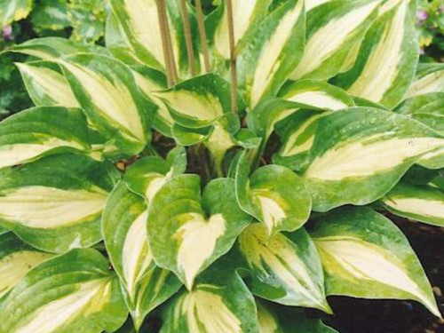 Hosta xanadu pot - , grown