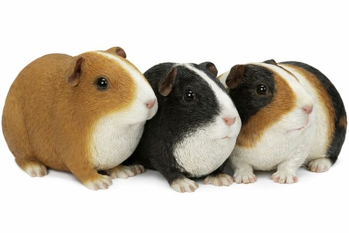 Guinea pig lifelike ornament - lifelike,