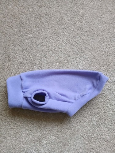 Whippet puppy small dog - puppy, vest