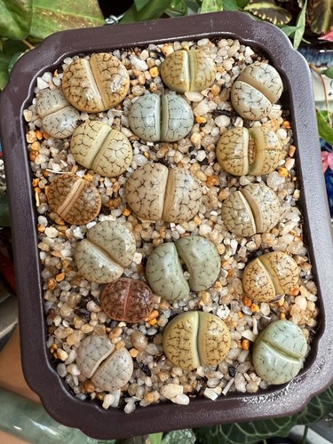Mixed lithops - mixed,