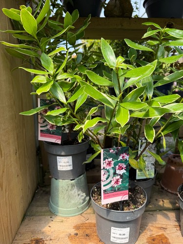 Daphne odora aureomarginata - daphne, 'aureomarginata'