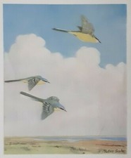 YELLOW WAGTAIL by SIR PETER SCOTT : Old Art Deco BIRD, Birds Print