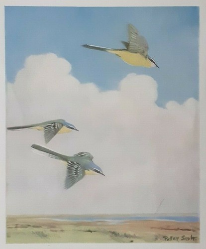 Yellow wagtail sir peter - sir,