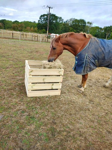 Horse haylage hay - horse,