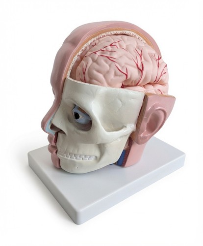 Human anatomy for - for, head