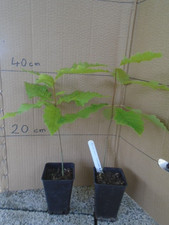 Quercus muehlenbergii