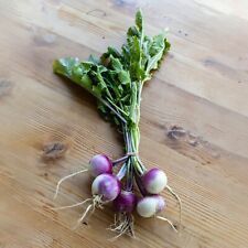 Turnip Plug Plants "Grow Your Own"Vegetables Ready to Plant Now Vegetable Plants