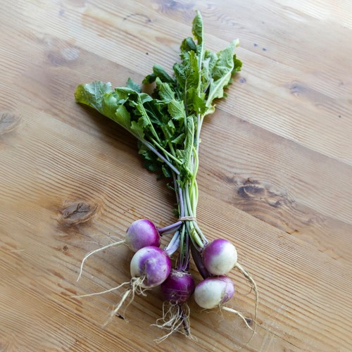 Turnip plug plants grow - turnip, "grow