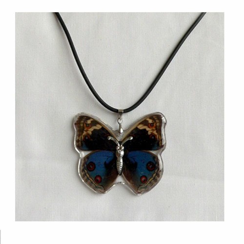 Real insect butterfly - real,