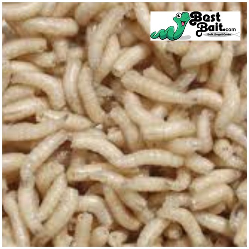 Live spikes maggots blue - spikes,,