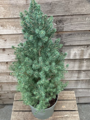 Picea glauca conica - picea, |