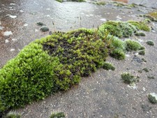 Fresh Forrest Moss Uk